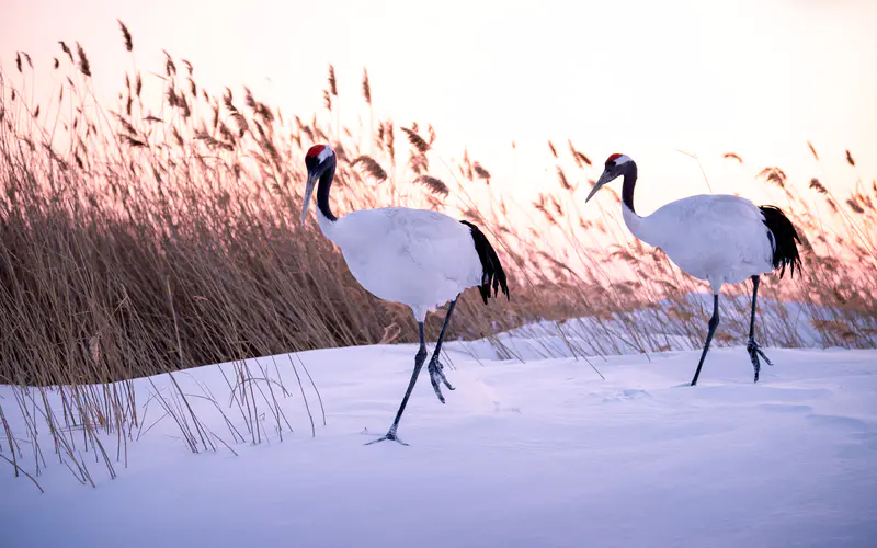 雪,丹顶鹤,2021,保护,动物,5K桌面壁纸5120×3200,照片