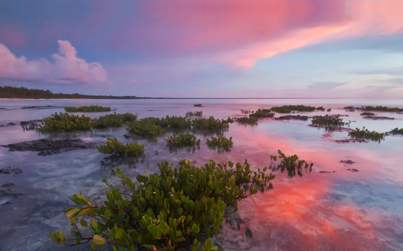 红树林 瓜纳哈卡比公园 古巴 Bing 5K桌面壁纸5120×3200