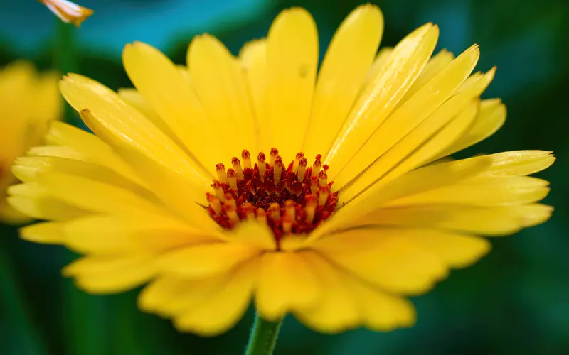 金盏花 花 花瓣 秋天 特写 5K桌面壁纸5120×3200