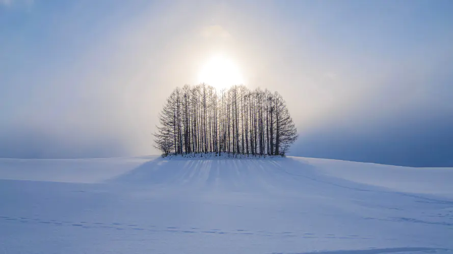 雪景 树 阳光 唯美 4k风景壁纸