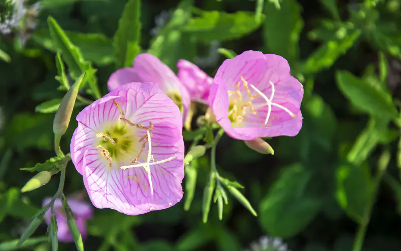 春天,粉红色,月见草,鲜花,植物,5K桌面壁纸5120×3200