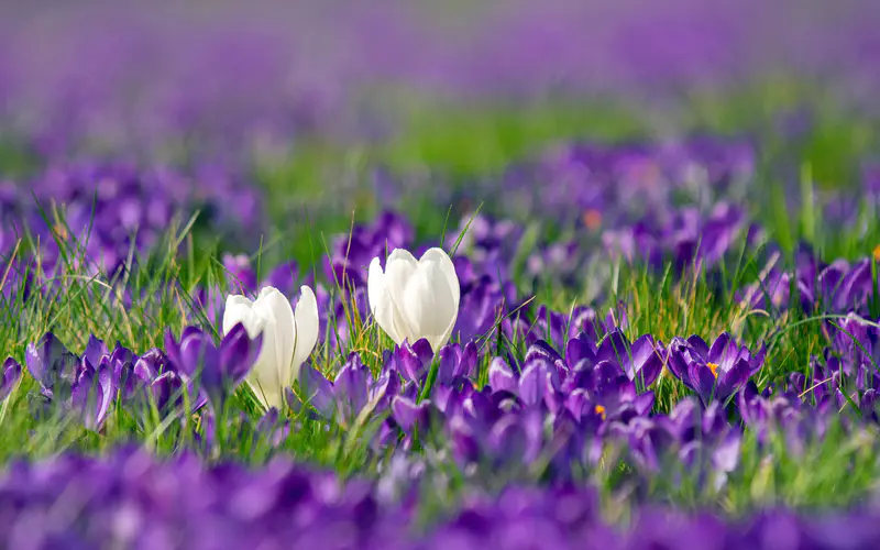 番红花 花瓣 2022 鲜花 花园 5K桌面壁纸5120×3200 照片