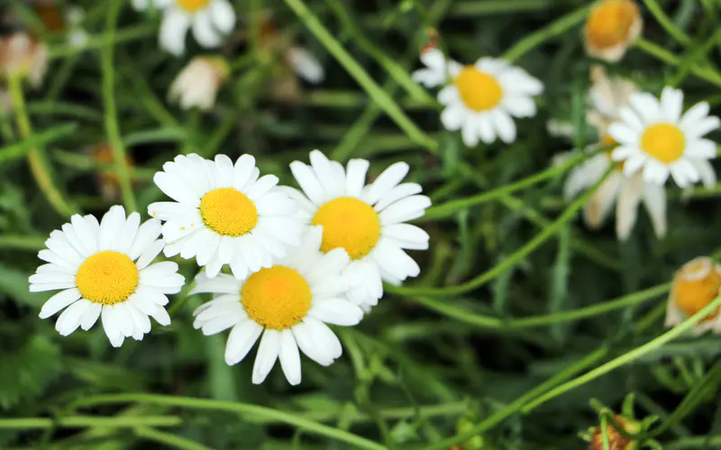 白雏菊 2021 野花 植物 5K桌面壁纸5120×3200 照片